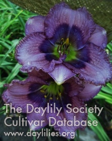 Daylily Westbourne Blue with Envy